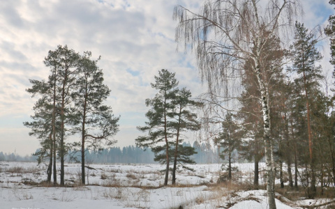 В Йошкар-Оле температура воздуха резко поднимется до плюсовой