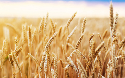 На бирже начались торги фьючерсом на российскую пшеницу