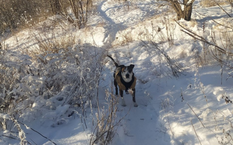 Йошкаролинец предложил платить дворникам за уборку собачьих отходов