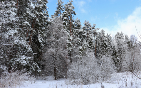 Синоптики удивили йошкаролинцев резким похолоданием
