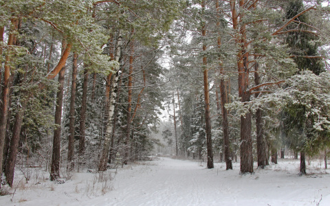 Погода порадует йошкаролинцев легким потеплением