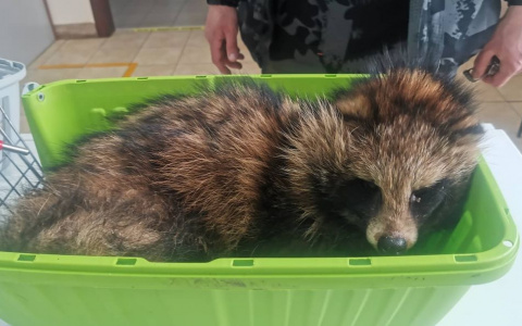 В пригороде Йошкар-Олы у стен школы дети нашли запуганного дикого енота