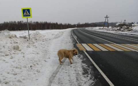 На трассе, ведущей в Йошкар-Олу, брошенный «Хатико» верно ждет хозяина