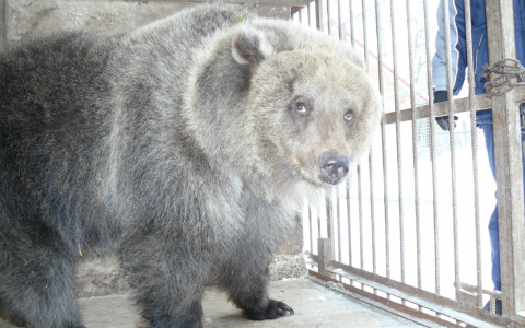 Самый известный медведь Марий Эл вышел из спячки