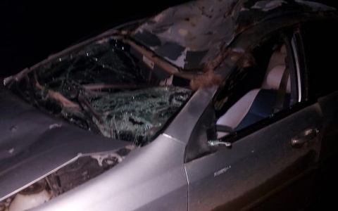 В Марий Эл мужчина за рулем авто врезался в лося