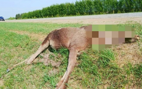В Марий Эл сбитого лося оставили гнить на обочине