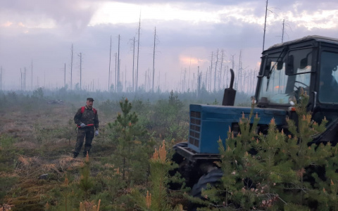 В Марий Эл полыхает Сосновый бор, который горел в 2010 году
