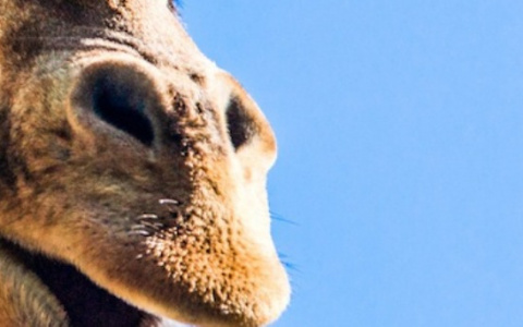 Невероятно милый тест, который вы вряд ли выполните полностью: узнай, что это за зверь по носу