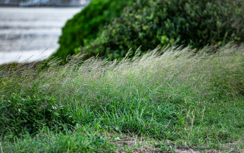 Полынь, чертополох и редька: какие ещё растения вне закона для дачников