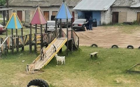 В одном из поселков Марий Эл животные «облюбовали» детскую площадку
