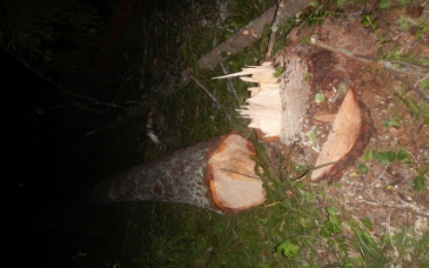 «Работал вместе с напарником»: в Марий Эл дерево насмерть придавило лесоруба