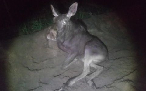 Животные гибнут на дорогах в Республике