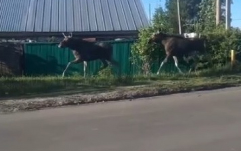 Жители Марий Эл стали свидетелями необычного шествия парочки лосей