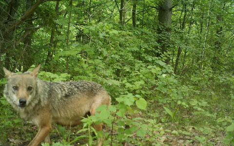 Кого заметила фотоловушка в заповедных лесах Марий Эл
