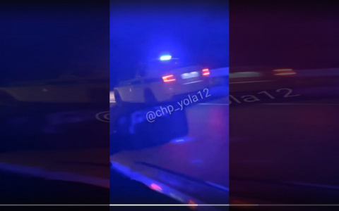 На одной из загородных трасс в Марий Эл сбили лося