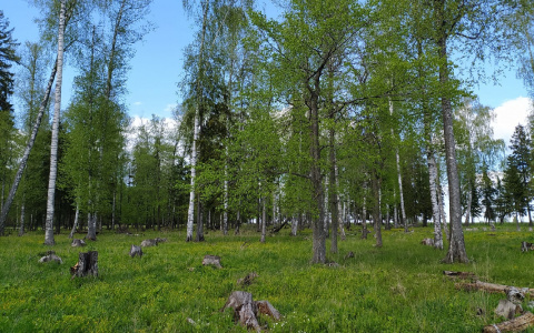 «Не выезжайте в лес!»: в Марий Эл ожидают высокую пожароопасность