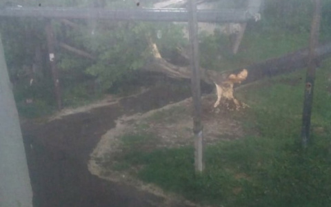 Вчерашняя буря в Йошкар-Оле пронеслась не бесследно: об этом "говорят" даже деревья