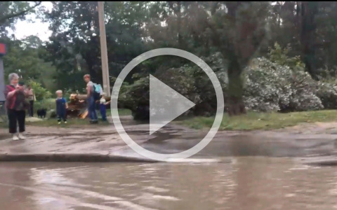 Вчера из-за ливня в Йошкар-Оле около остановки упало крупное дерево