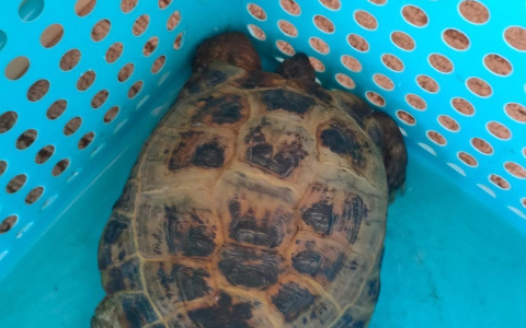 «Еле заметили на дороге»: в пригороде Йошкар-Олы под колеса авто едва не попала черепашка