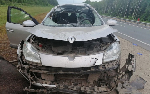 В Марий Эл на двух трактах за сутки подряд сбили насмерть больших лосей