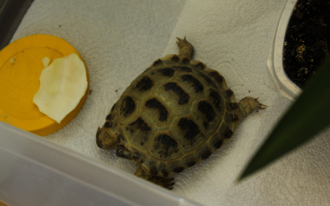 История со счастливым концом: черепашка, найденная в пригороде Йошкар-Олы, вернулась к хозяевам