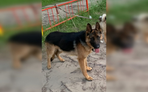 «Я не верил, что это Джек, а он узнал меня сразу»: йошкаролинец рассказал трогательную историю, как нашел свою собаку спустя 10 месяцев