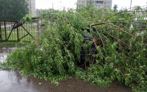 «Ветер ломает сучья деревьев»: жителей Марий Эл экстренно предупредили об ухудшении погоды