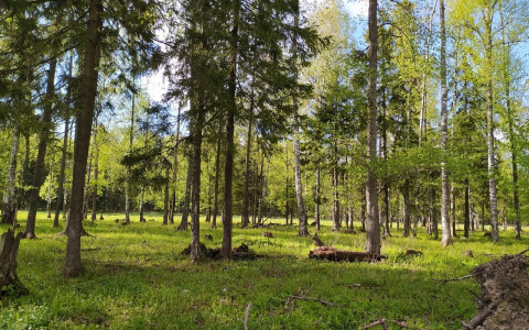 Житель Марий Эл получит 7 лет тюрьмы за незаконную вырубку леса