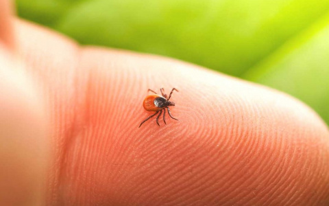 С начала сезона от укусов клещей в Марий Эл пострадало более 300 детей