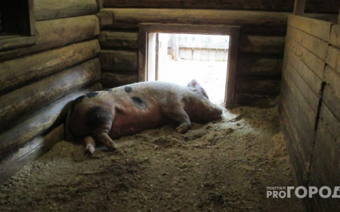 В Горномарийском районе зарегистрирована вспышка африканской чумы среди свиней