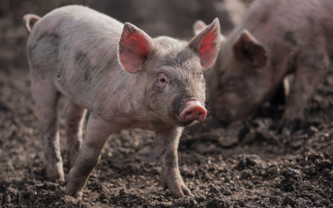 В Марий Эл ликвидируют африканскую чуму свиней