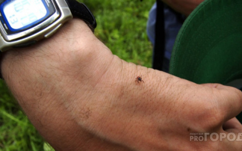 В Марий Эл зарегистрированы новые случаи укусов клещей