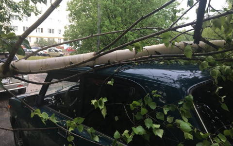 В Йошкар-Оле из-за сильной грозы, дерево упало на машину