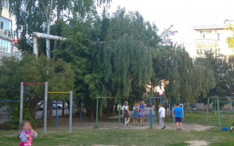 «Они ждут трагедии или что?»: в Йошкар-Оле дети бегают под сломанной после урагана березой