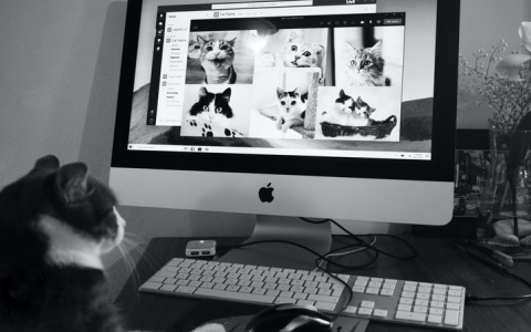 Узнайте, какая вы кошка