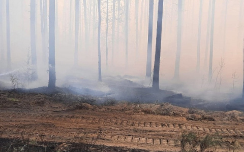 «Сосновый Бор под угрозой»: известны подробности масштабного пожара на озере Карась