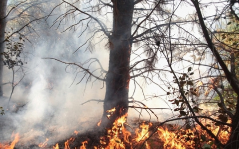 Площадь лесного пожара в Марий Эл увеличилась на 800 га