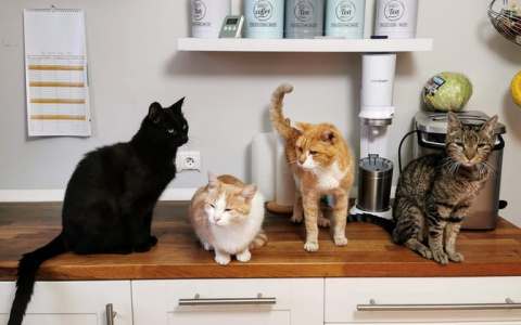 Просто тест про котиков