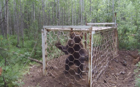 «Изверги оставили медвежонка умирать»: россиянин обнаружил в лесу клетку с животным