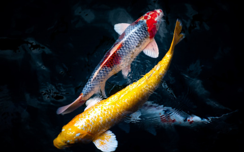 Узнайте, кто вы — Инь или Ян