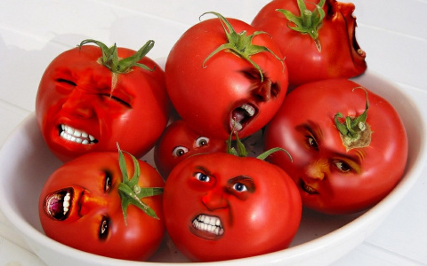 Созданы антиковидные помидоры