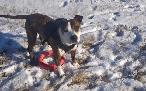 В Марий Эл будут лучше защищать животных