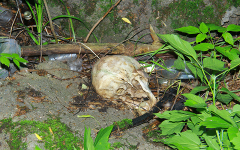 В Йошкар-Оле за гаражами нашли череп человека