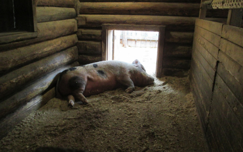 Глава Марий Эл снял карантин в одном из районов республики