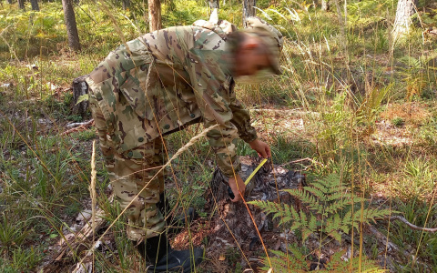 «Что-то пошло не по плану»: в Марий Эл двое лесничих незаконно вырубали деревья