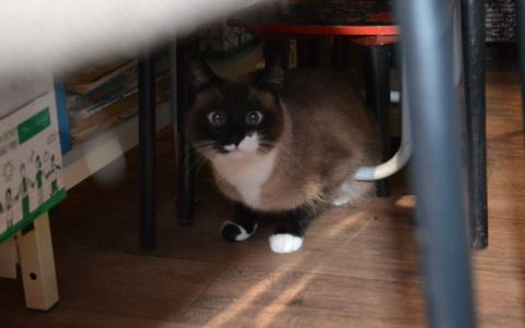 «Мгновенная карма»: россиянин поплатился жизнью за пинок беззащитного котёнка