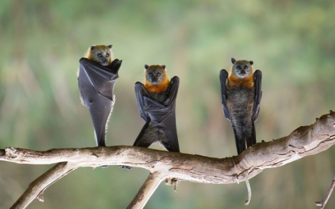 Ученые заявили о новом доказательстве природного происхождения COVID-19