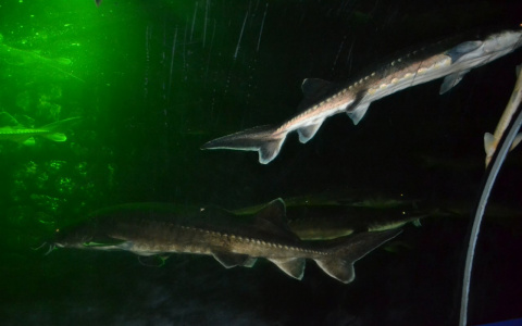 Идея для бизнеса: рыбаки - любители из Марий Эл смогут продавать свой улов