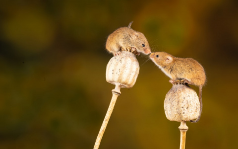 Узнайте, какая вы мышь