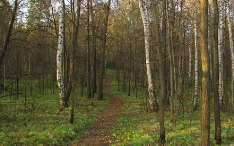 «А каникулы будут?»: Министерство образования Марий Эл сообщили как будут отдыхать школьники этой осенью